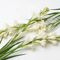 Tuberose