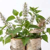 Birch, Patchouli