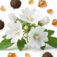 Ambergris, Musk