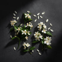 Neroli, Jasmine