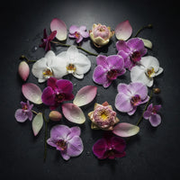 Orchid, Lotus